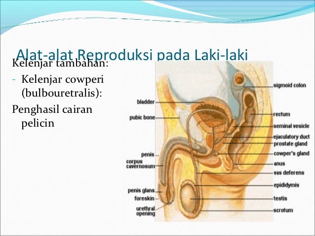 Sistem reproduksi pada manusia 2