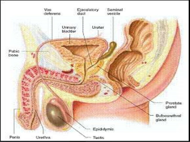 Sistem Reproduksi Pada Pria Materi Biologi