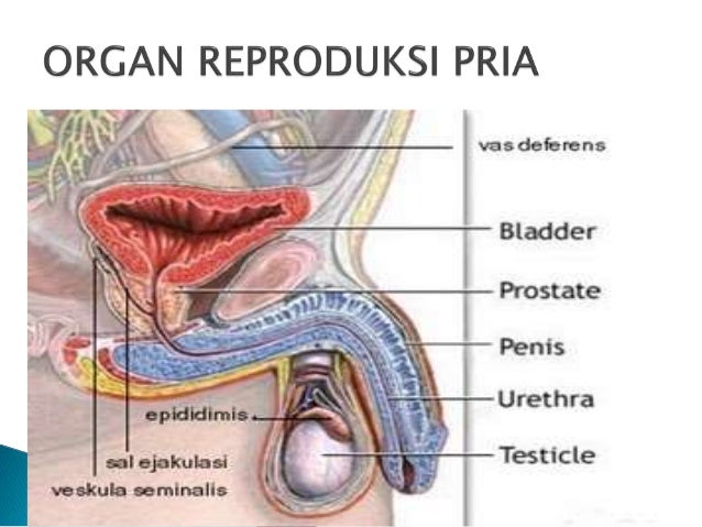 Sistem Reproduksi Pada Pria Materi Biologi