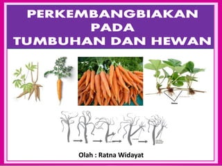 Olah : Ratna Widayat
 