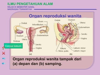 ILMU PENGETAHUAN ALAM
 KELAS IX SEMESTER GASAL
 MADRASAH TSANAWIYAH


                   Organ reproduksi wanita




Corpus luteum




      Organ reproduksi wanita tampak dari
      (a) depan dan (b) samping.
 