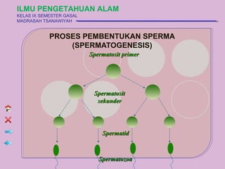 ILMU PENGETAHUAN ALAM
KELAS IX SEMESTER GASAL
MADRASAH TSANAWIYAH


            PROSES PEMBENTUKAN SPERMA
                (SPERMATOGENESIS)
                          Spermatosit primer




                           Spermatosit
                            sekunder




                              Spermatid



                             Spermatozoa
 