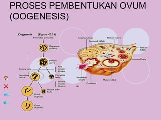 PROSES PEMBENTUKAN OVUM
(OOGENESIS)
 