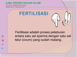 ILMU PENGETAHUAN ALAM
KELAS IX SEMESTER GASAL
MADRASAH TSANAWIYAH




              FERTILISASI


          Fertilisasi adalah proses peleburan
          antara satu sel sperma dengan satu sel
          telur (ovum) yang sudah matang.
 