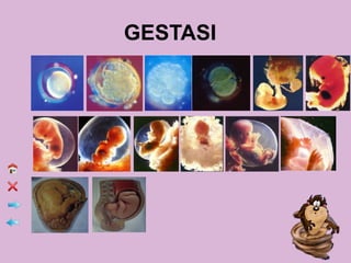 GESTASI
 