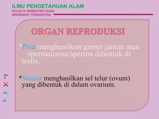 ILMU PENGETAHUAN ALAM
KELAS IX SEMESTER GASAL
MADRASAH TSANAWIYAH




   *Pria menghasilkan gamet jantan atau
      spermatozoa/sperma dibentuk di
    testis.

   *Wanita menghasilkan sel telur (ovum)
    yang dibentuk di dalam ovarium.
 