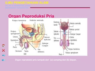 ILMU PENGETAHUAN ALAM
KELAS IX SEMESTER GASAL
MADRASAH TSANAWIYAH



  Organ Peproduksi Pria




        Organ reproduksi pria tampak dari (a) samping dan (b) depan.
 