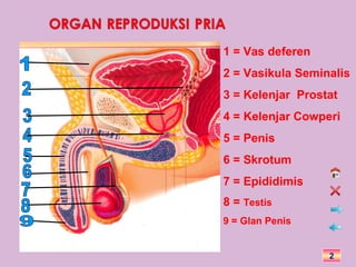 1 = Vas deferen
2 = Vasikula Seminalis
3 = Kelenjar Prostat
4 = Kelenjar Cowperi
5 = Penis
6 = Skrotum
7 = Epididimis
8 = Testis
9 = Glan Penis


                  2
 