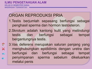 ILMU PENGETAHUAN ALAM
KELAS IX SEMESTER GASAL
MADRASAH TSANAWIYAH



   ORGAN REPRODUKSI PRIA
   1.Testis berjumlah sepasang berfungsi sebagai
     penghasil sperma dan hormon testosteron.
   2.Skrotum adalah kantong kulit yang melindungi
     testis   dan    berfungsi  sebagai     tempat
     bergantungnya testis.
   3.Vas deferens merupakan saluran panjang yang
     menghubungkan epididimis dengan uretra dan
     berfungsi dan berfungsi sebagai tempat
     penyimpanan sperma sebelum dikeluarkan
     melalui penis
 