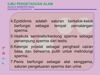 ILMU PENGETAHUAN ALAM
KELAS IX SEMESTER GASAL
MADRASAH TSANAWIYAH




  4.Epididimis adalah saluran berkelok-kelok
    berfungsi sebagai tempat pematangan
    sperma.
  5.Vesikula seminalis/kantong sperma sebagai
    penampung sperma dari testis.
  6.Kelenjar prostat sebagai penghasil cairan
    basa dan berwarna putih untuk melindungi
    sperma.
  7.Penis berfungsi sebagai alat senggama,
    saluran pengeluaran sperma dan urine.
 