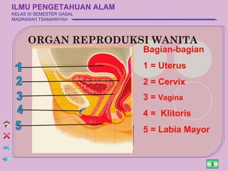 ILMU PENGETAHUAN ALAM
KELAS IX SEMESTER GASAL
MADRASAH TSANAWIYAH




      ORGAN REPRODUKSI WANITA
                          Bagian-bagian
                          1 = Uterus
                          2 = Cervix
                          3 = Vagina
                          4 = Klitoris
                          5 = Labia Mayor


                                            5
 