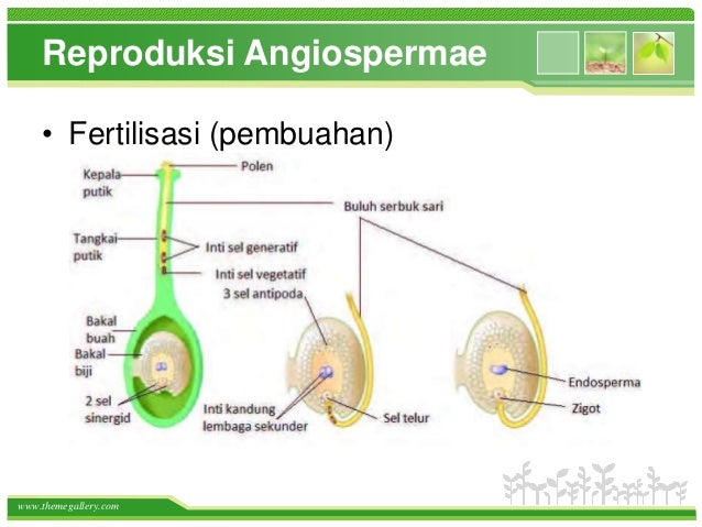 Sistem reproduksi tumbuhan