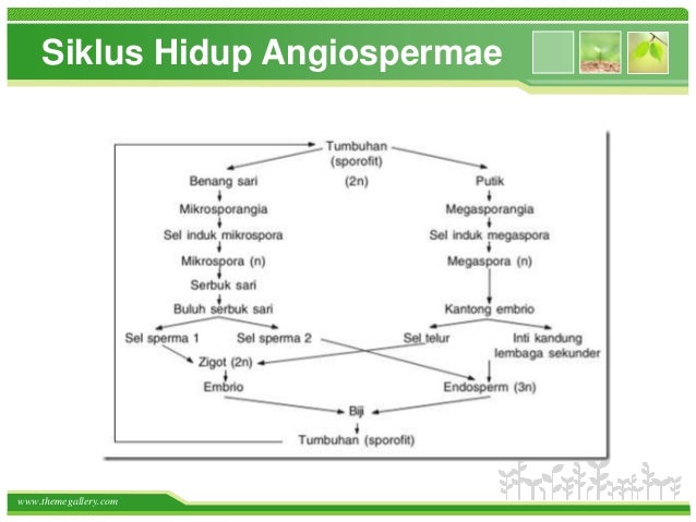 Sistem Reproduksi Tumbuhan