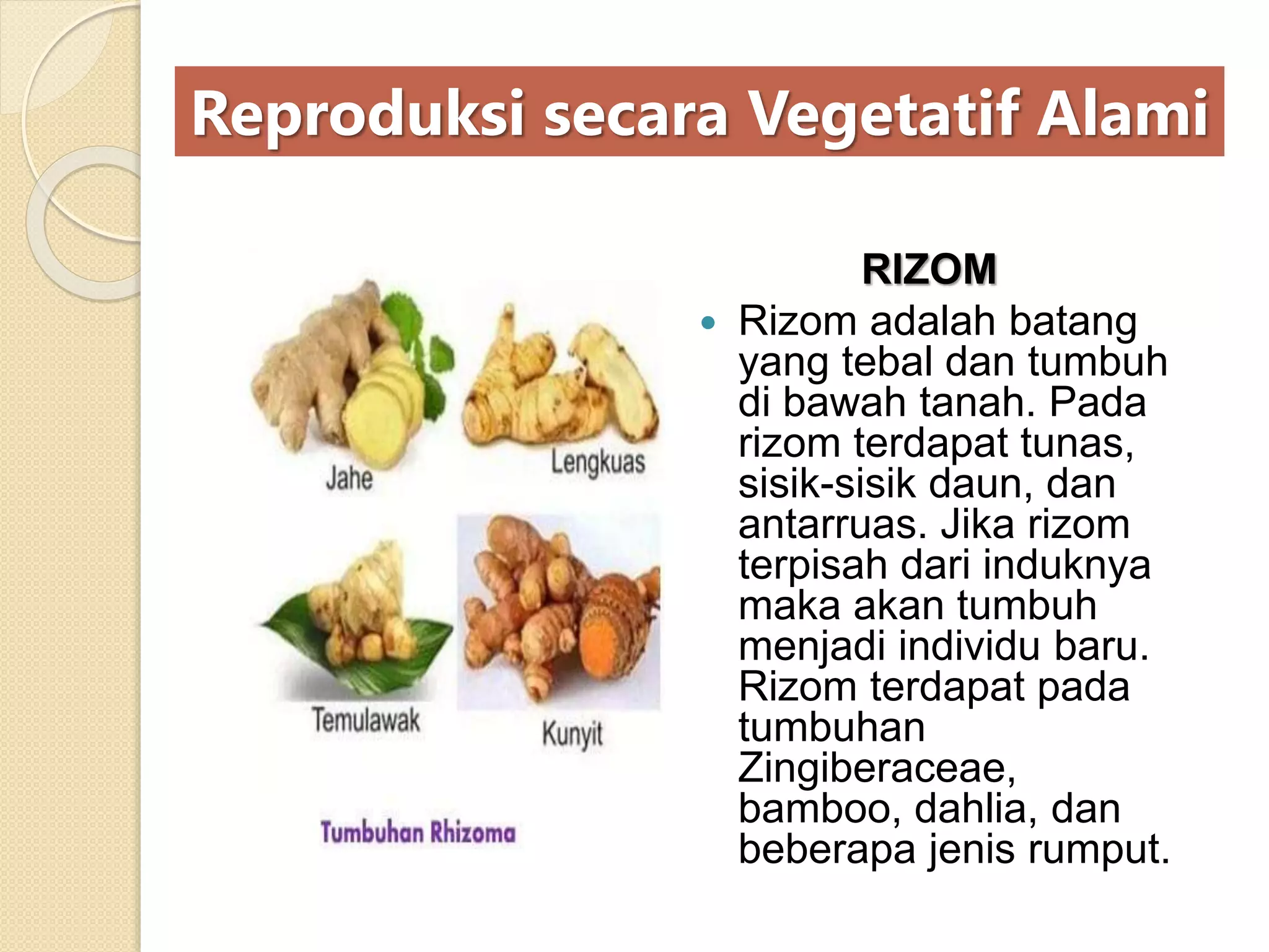 SISTEM REPRODUKSI TUMBUHAN.pptx