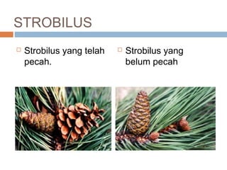 Sistem reproduksi tumbuhan dan hewan | PPT