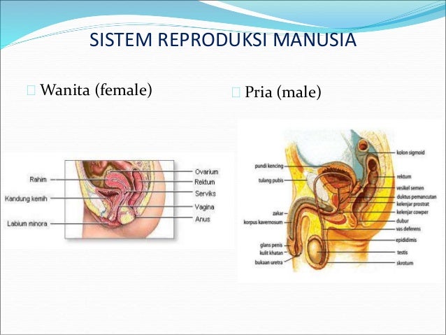 Sistem Reproduksi Tumbuhan Dan Hewan 41619718
