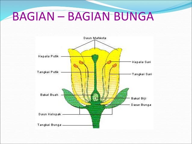Sistem reproduksi tumbuhan dan hewan