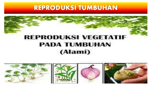 Sistem reproduksi tumbuhan  dan  hewan 