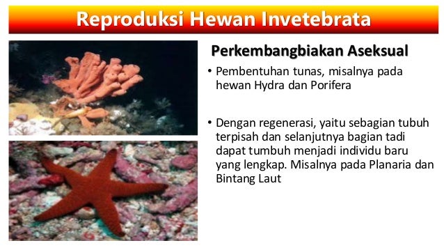Sistem Reproduksi Tumbuhan Dan Hewan