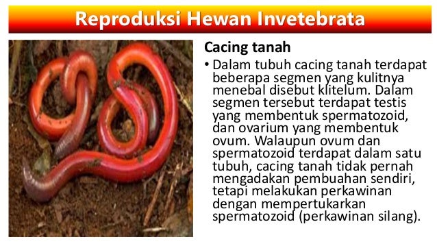 65 Gambar Organ Cacing Tanah Kekinian 65 Gambar Organ Cacing Tanah Kekinian