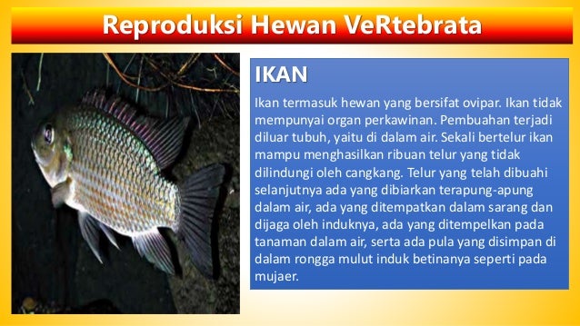 Sistem reproduksi tumbuhan dan hewan Sistem reproduksi tumbuhan dan hewan