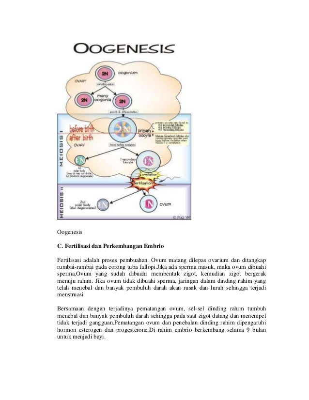 Sistem reproduksi umum (materi)