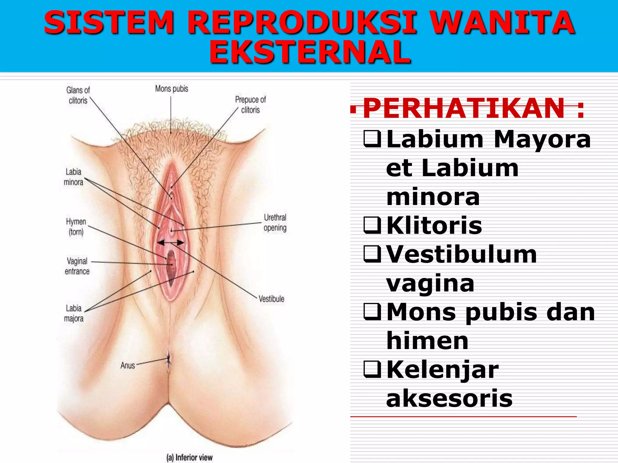 Korona yalangoch surat