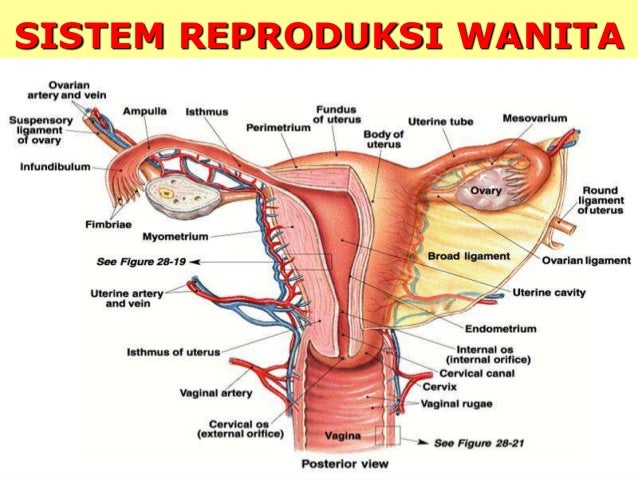 Sistem Reproduksi Wanita 15849864