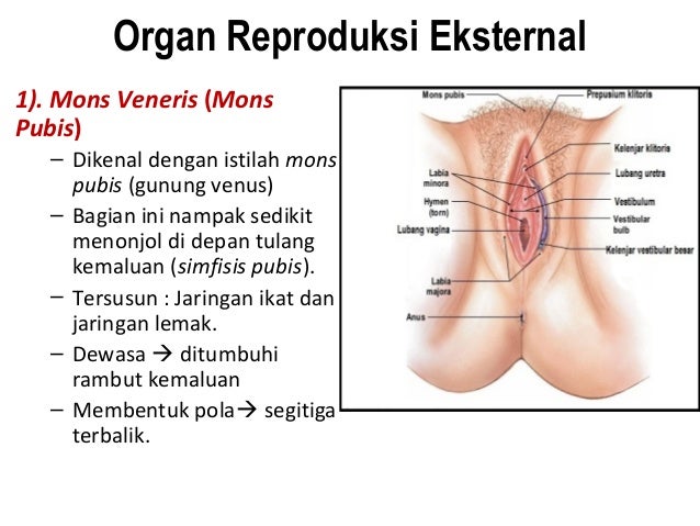 Sistem Reproduksi Wanita
