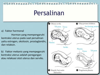 Sistem Reproduksi Wanita, Sistem Reproduksi Wanita | PPT