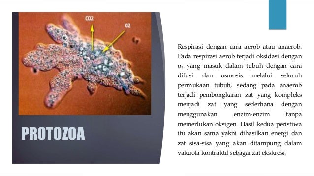Alat Ekskresi Dan Zat Yang Diekskresikan Pada Insekta Adalah BLENDER KITA