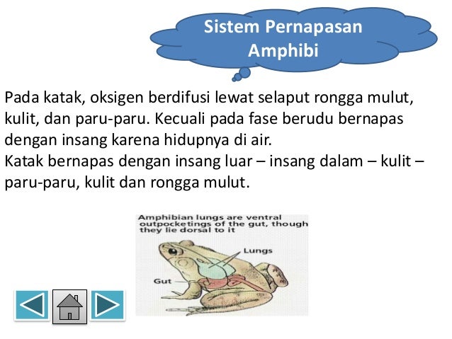 Sistem Respirasi Hewan Sistem Respirasi Hewan
