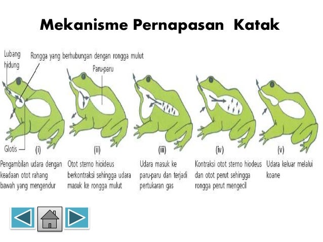  Sistem  respirasi hewan 