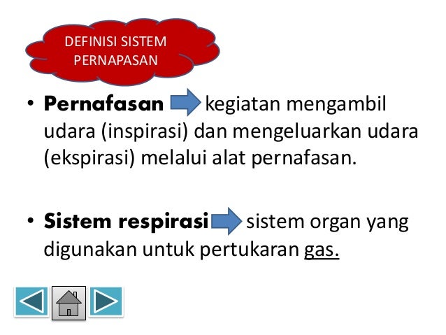 Sistem respirasi hewan