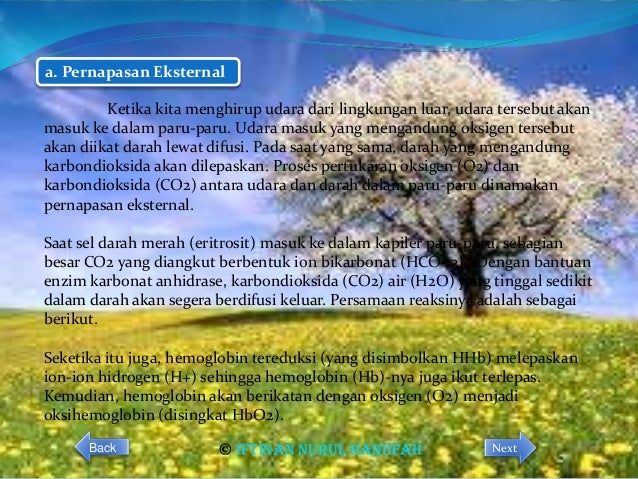 Sistem respirasi manusia