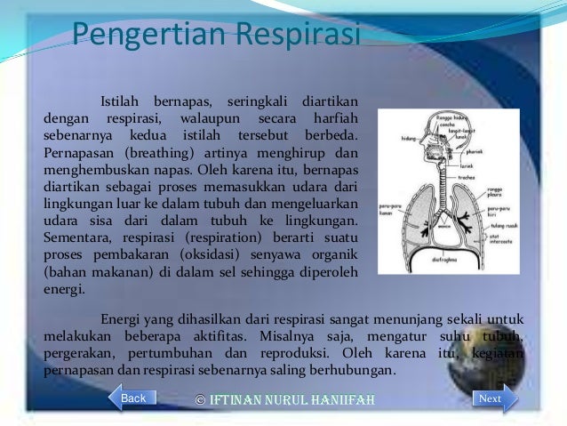 Sistem respirasi  manusia
