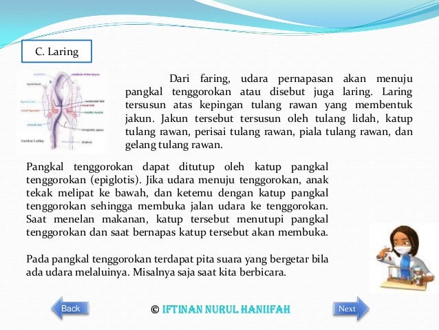 Sistem respirasi manusia