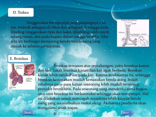 Sistem respirasi manusia