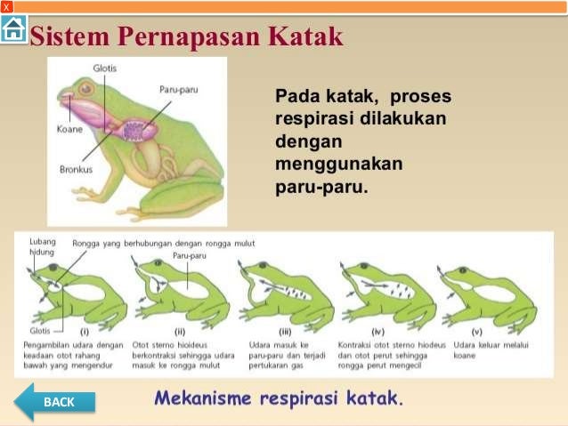 Sistem Respirasi Pada Katak Sistem Respirasi Pada Katak