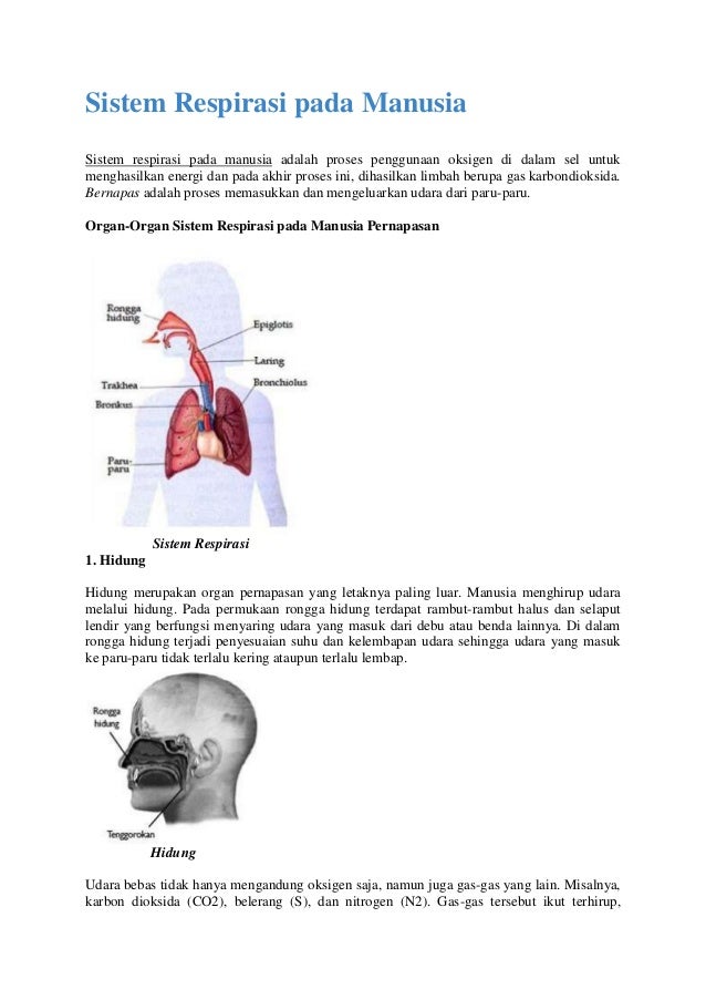 Sistem Respirasi Pada Manusia