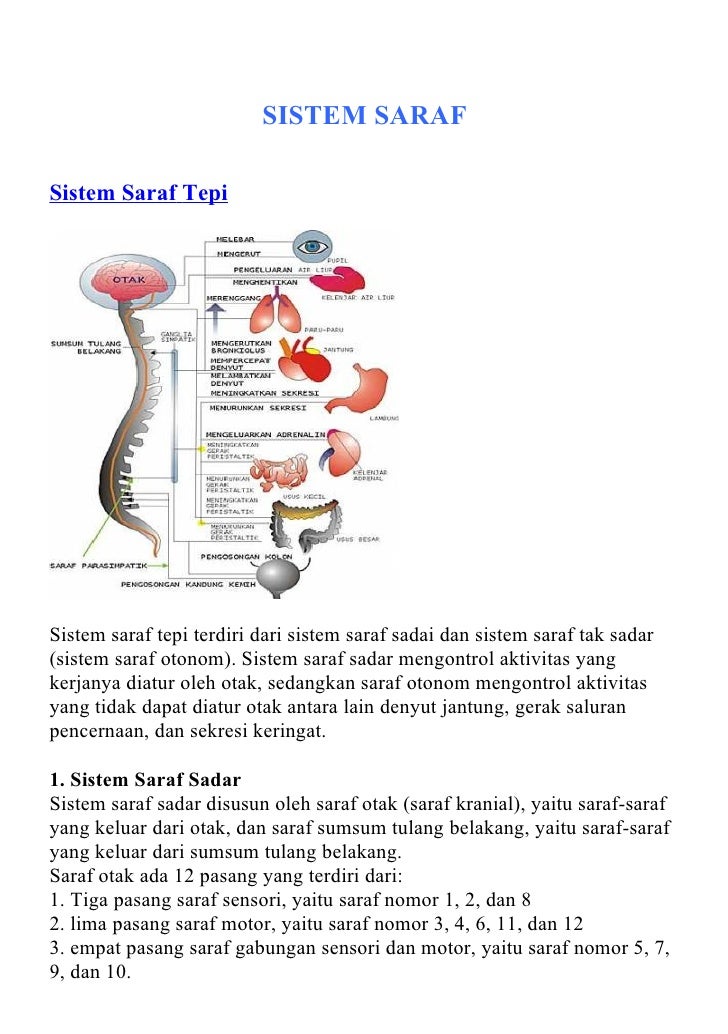 Sistem saraf