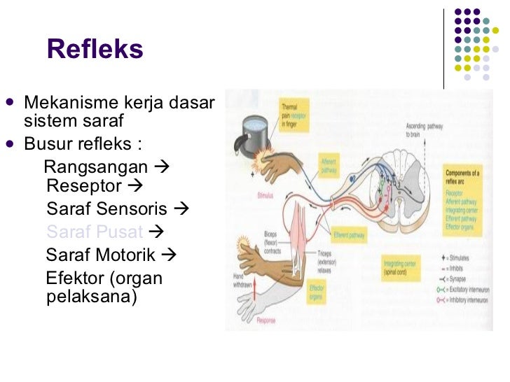 Sistem Saraf pada Manusia