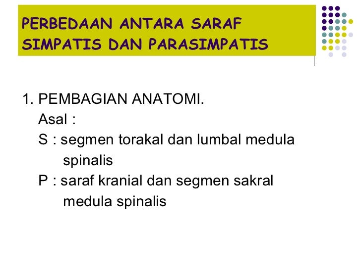Sistem Saraf pada Manusia