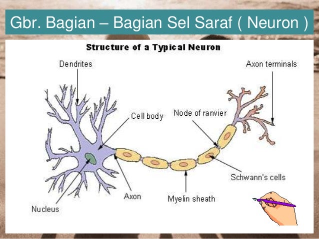 Gambar Sel Saraf Beserta Fungsinya