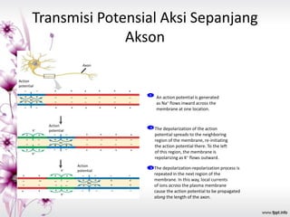 Sistem saraf | PPTX