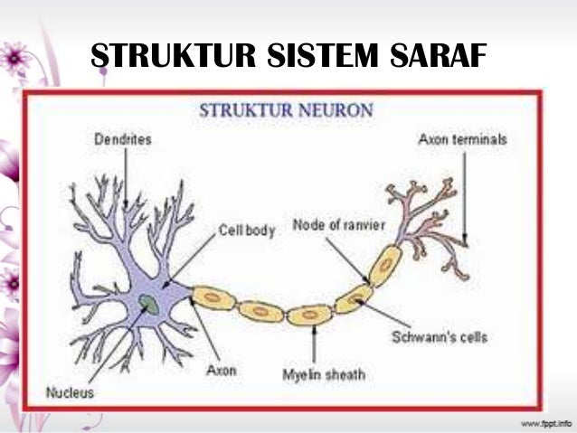 Struktur Sistem Saraf Pusat Struktur Sistem Saraf Pusat