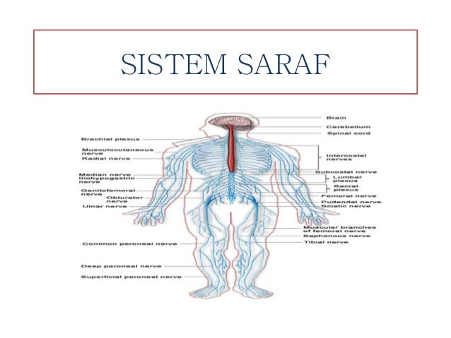 Sistem saraf itu seperti apa