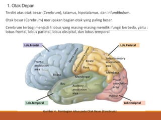 Sistem saraf