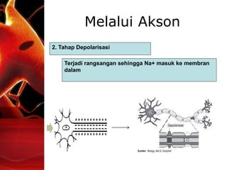 Melalui Akson
2. Tahap Depolarisasi
Terjadi rangsangan sehingga Na+ masuk ke membran
dalam
 
