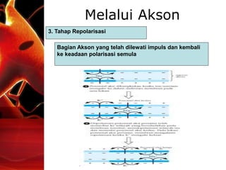Melalui Akson
3. Tahap Repolarisasi
Bagian Akson yang telah dilewati impuls dan kembali
ke keadaan polarisasi semula
 